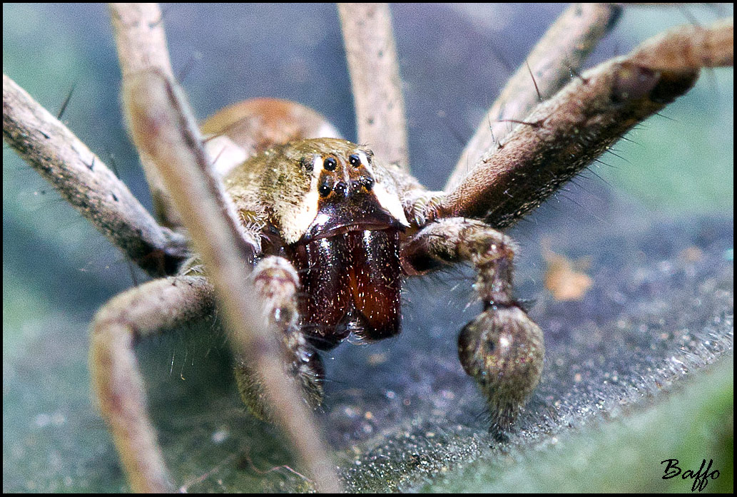 Pisaura  sp.